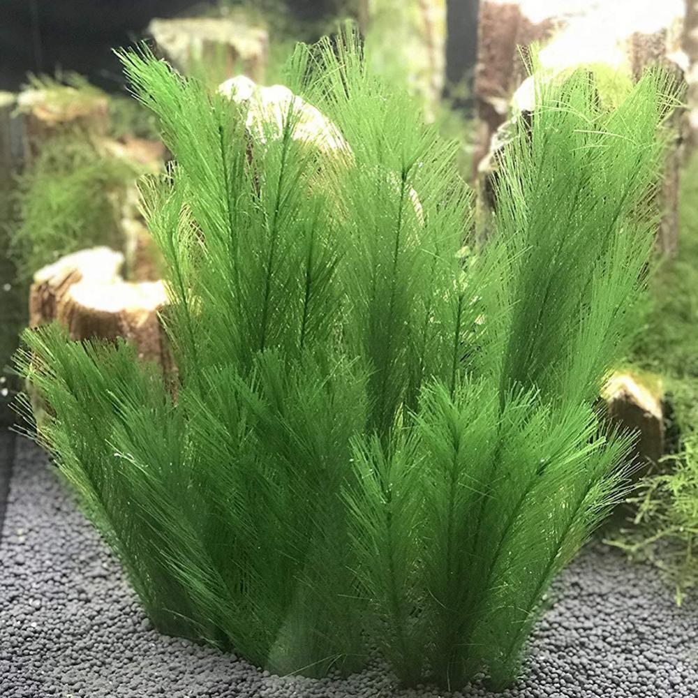 1/3Pcs 28/40cm Aquarium Fish T - đánh giá và giá Aquarium Plants Live