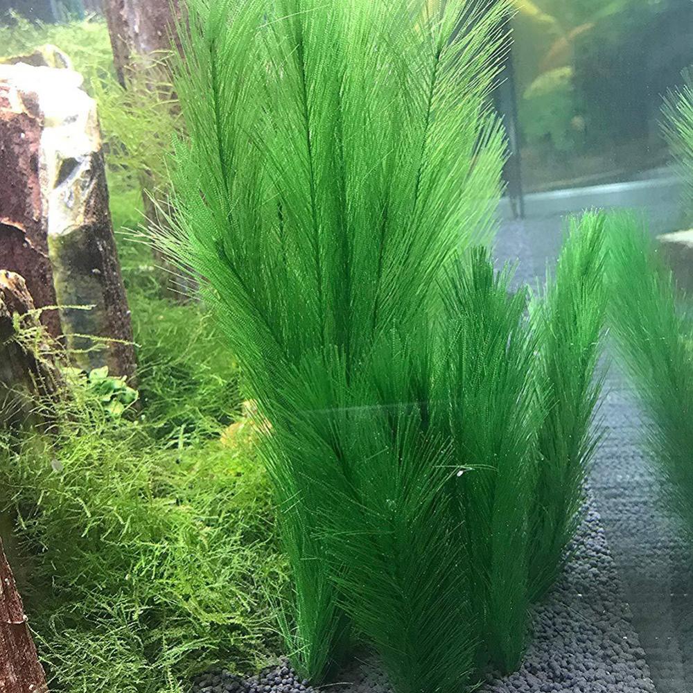 1/3Pcs 28/40cm Aquarium Fish T - đánh giá và giá Aquarium Plants Live