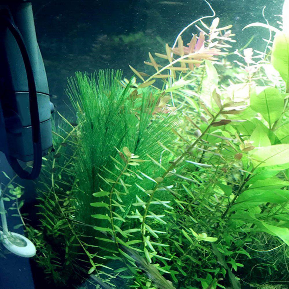 1/3Pcs 28/40cm Aquarium Fish T - đánh giá và giá Aquarium Plants Live