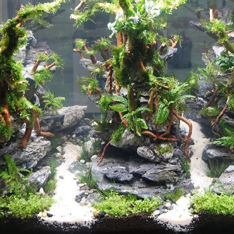 Aquarium Micro Landscape Natur - đánh giá và giá Aquarium Driftwood