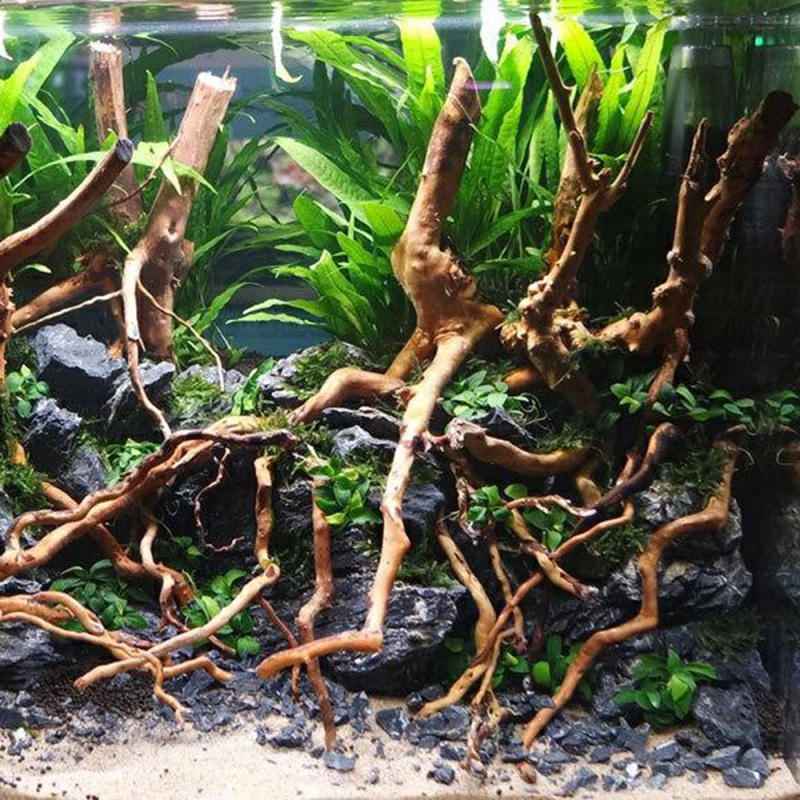 Aquarium Micro Landscape Natur - đánh giá và giá Aquarium Driftwood