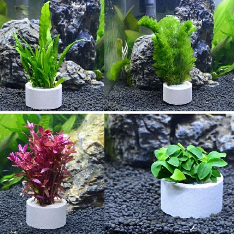37ME 10 Chiếc Bể Cá Vật Có Cố  - đánh giá và giá Aquarium Plant Holder