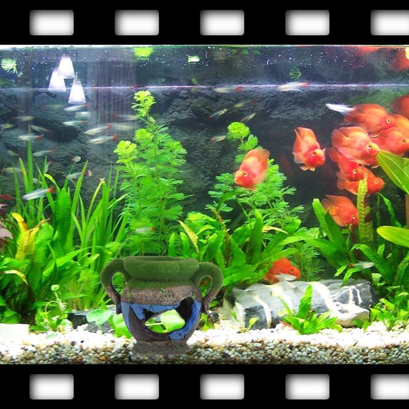 1pc Resin Vase with Moss Aquar - đánh giá và giá Aquarium Moss