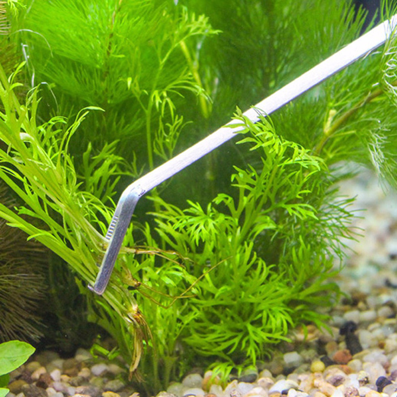 Professional Aquarium Maintena - đánh giá và giá Aquarium Plants Live