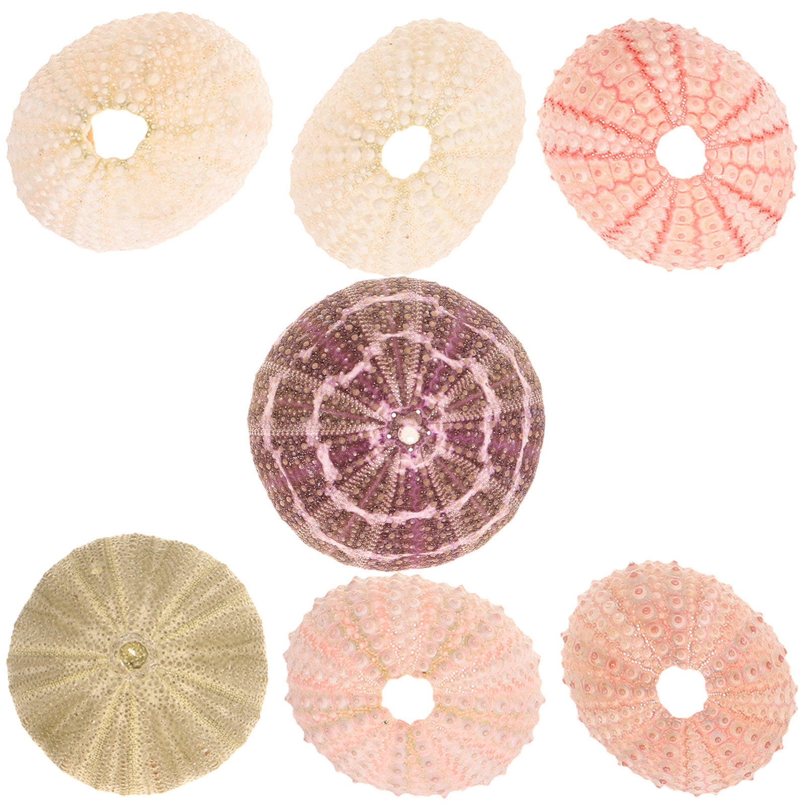 7Pcs Sea Urchins Shells Unique - đánh giá và giá Aquarium Plant Holder