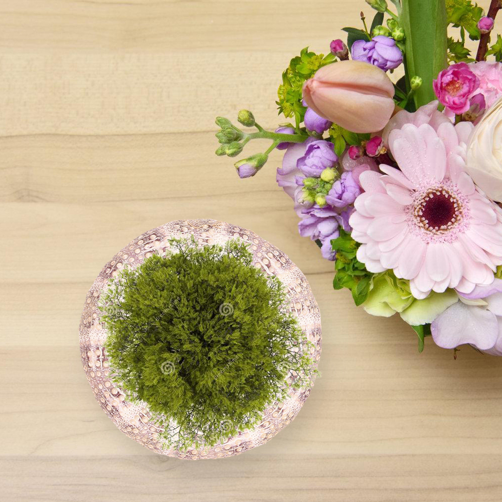 7Pcs Sea Urchins Shells Unique - đánh giá và giá Aquarium Plant Holder