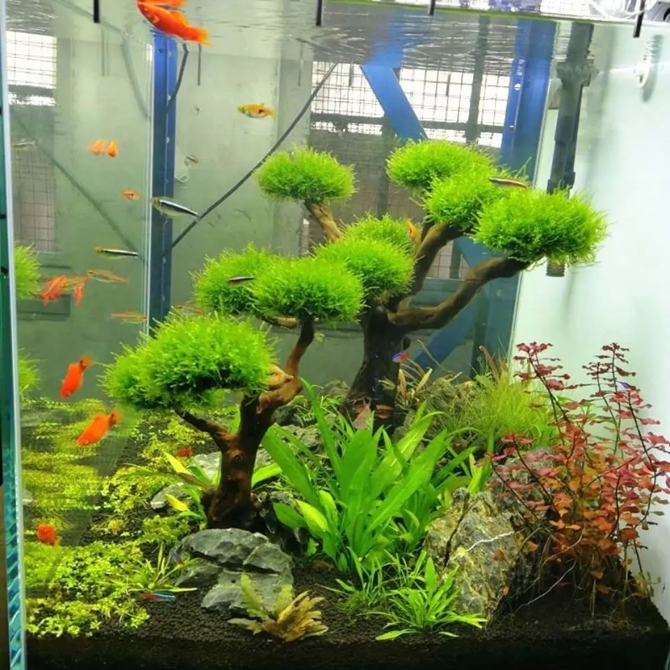 Aquarium Driftwood Landscaping - đánh giá và giá Aquarium Plant Substrate